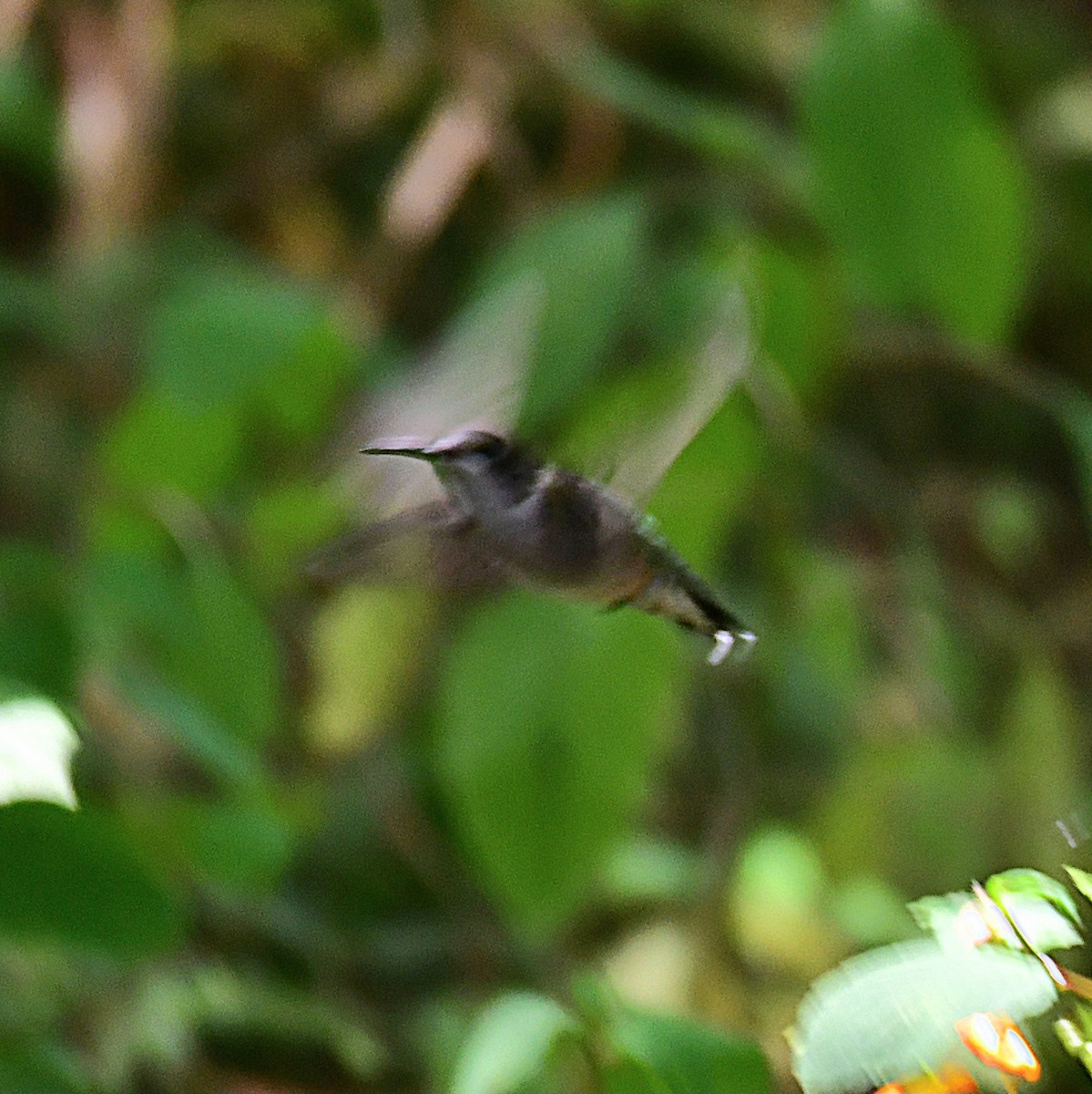 Ruby-throated Hummingbird - ML641252930