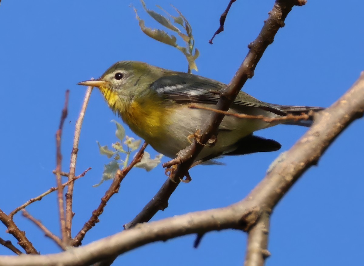 Northern Parula - ML641252940