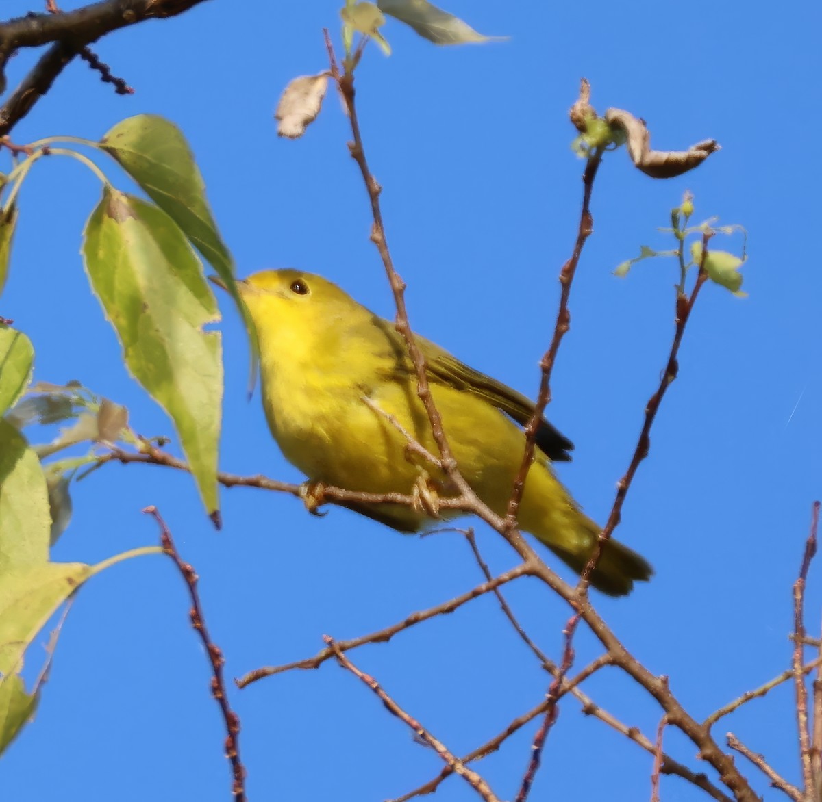 Yellow Warbler - ML641252956