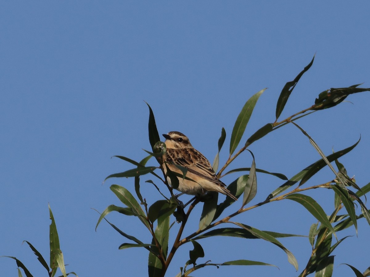 Whinchat - ML641252968