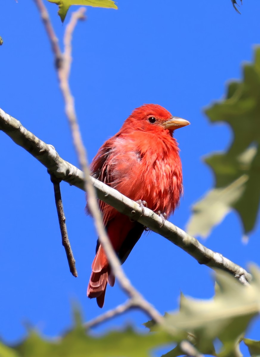 Summer Tanager - ML641252969