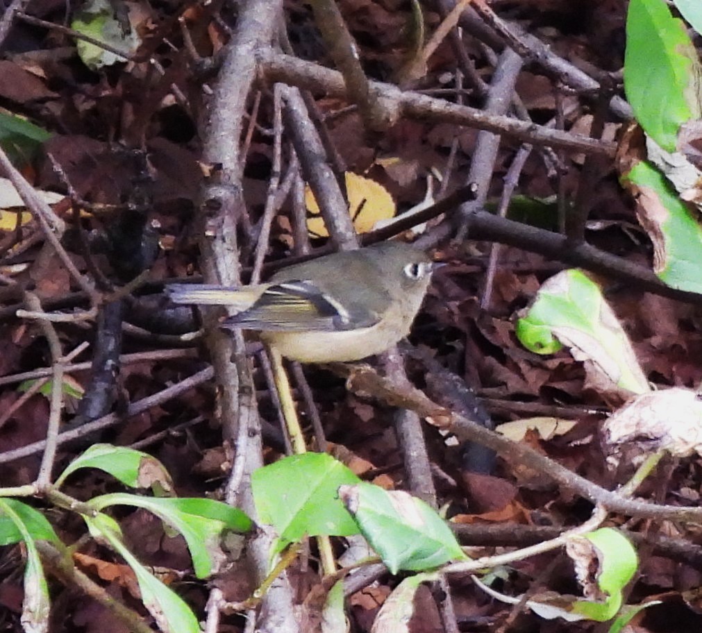 Ruby-crowned Kinglet - ML641252984