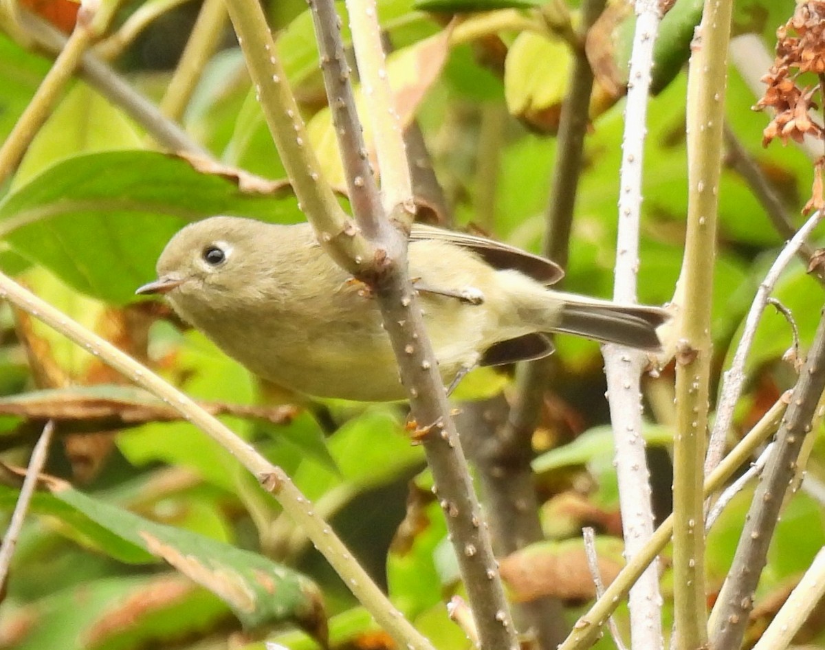Ruby-crowned Kinglet - ML641252985
