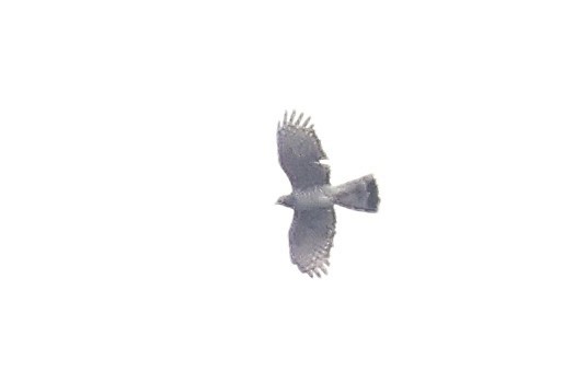 Black Goshawk - ML641252988