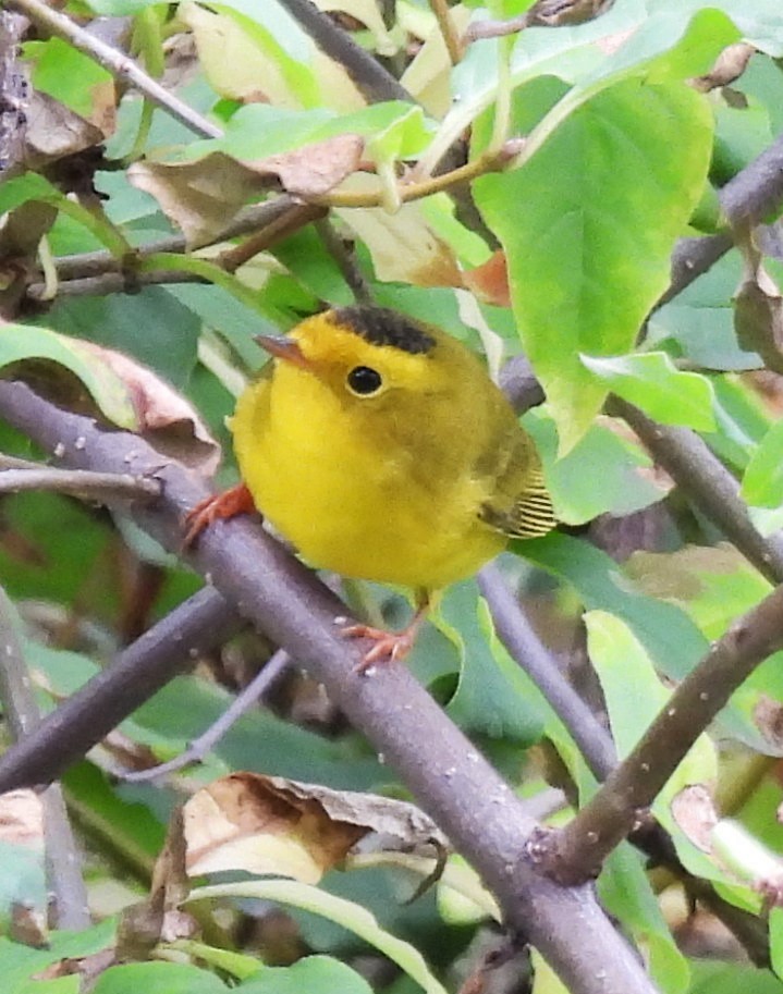 Wilson's Warbler - ML641253025