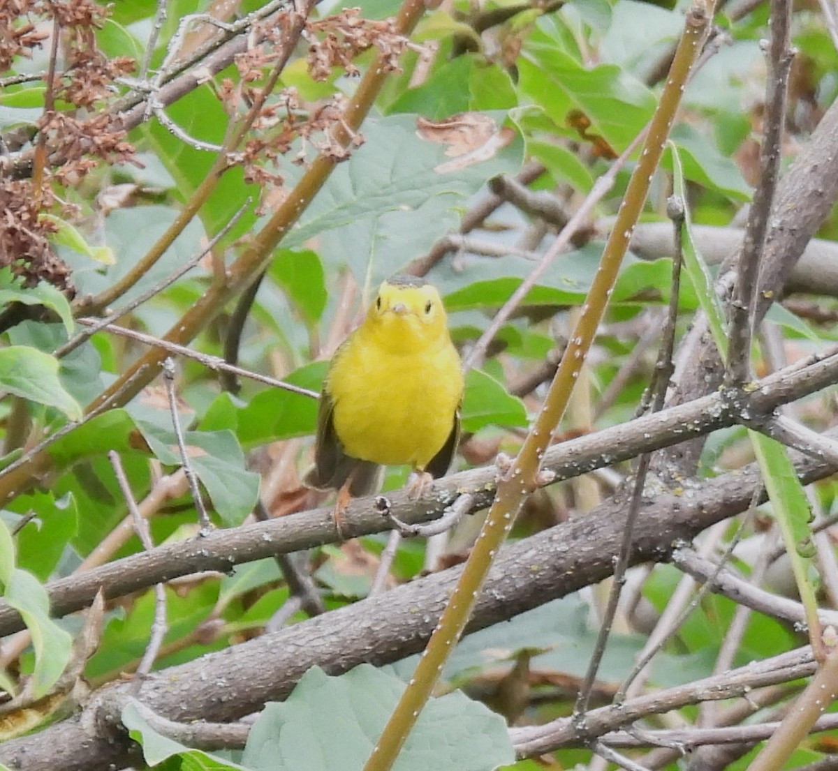 Wilson's Warbler - ML641253026