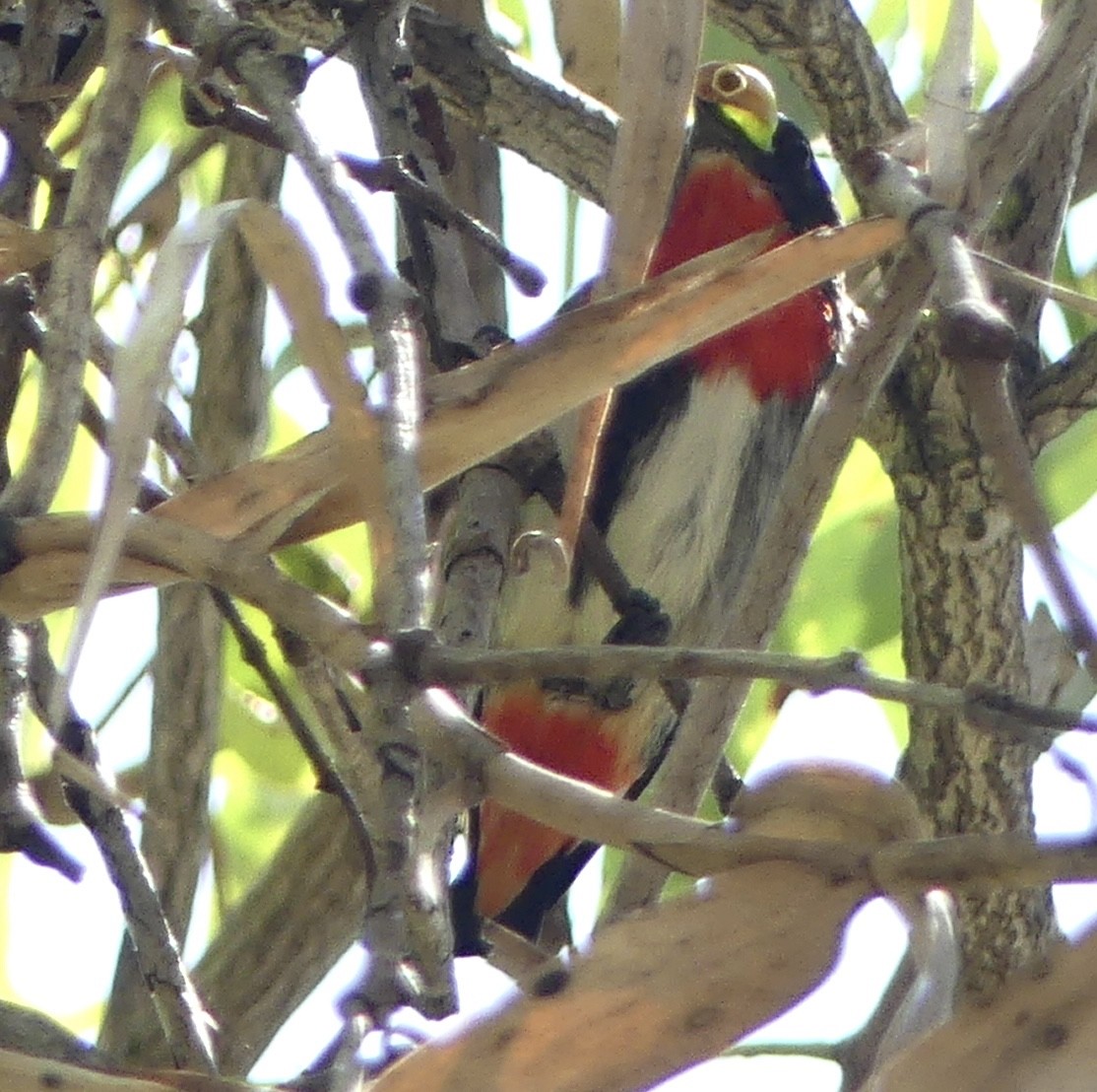 Mistletoebird - ML641253059