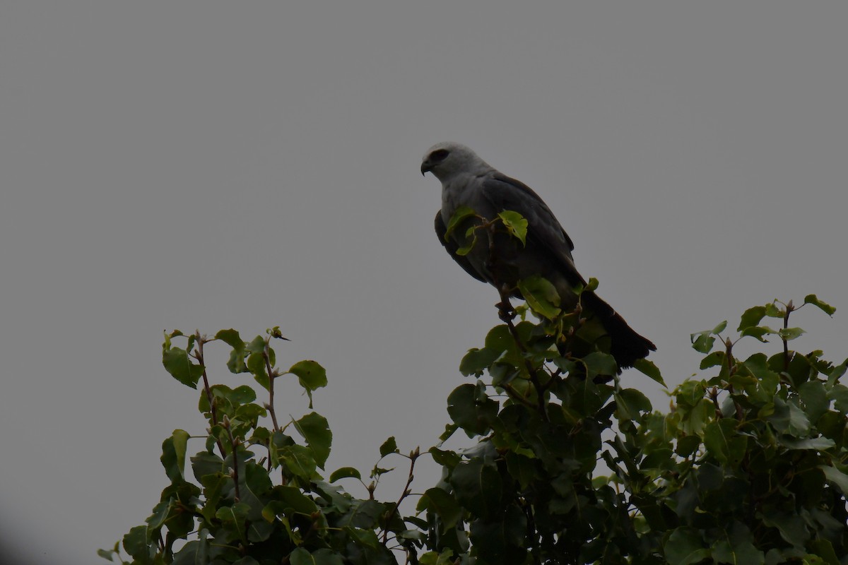 Mississippi Kite - ML641253115
