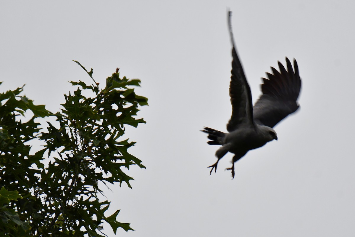 Mississippi Kite - ML641253117