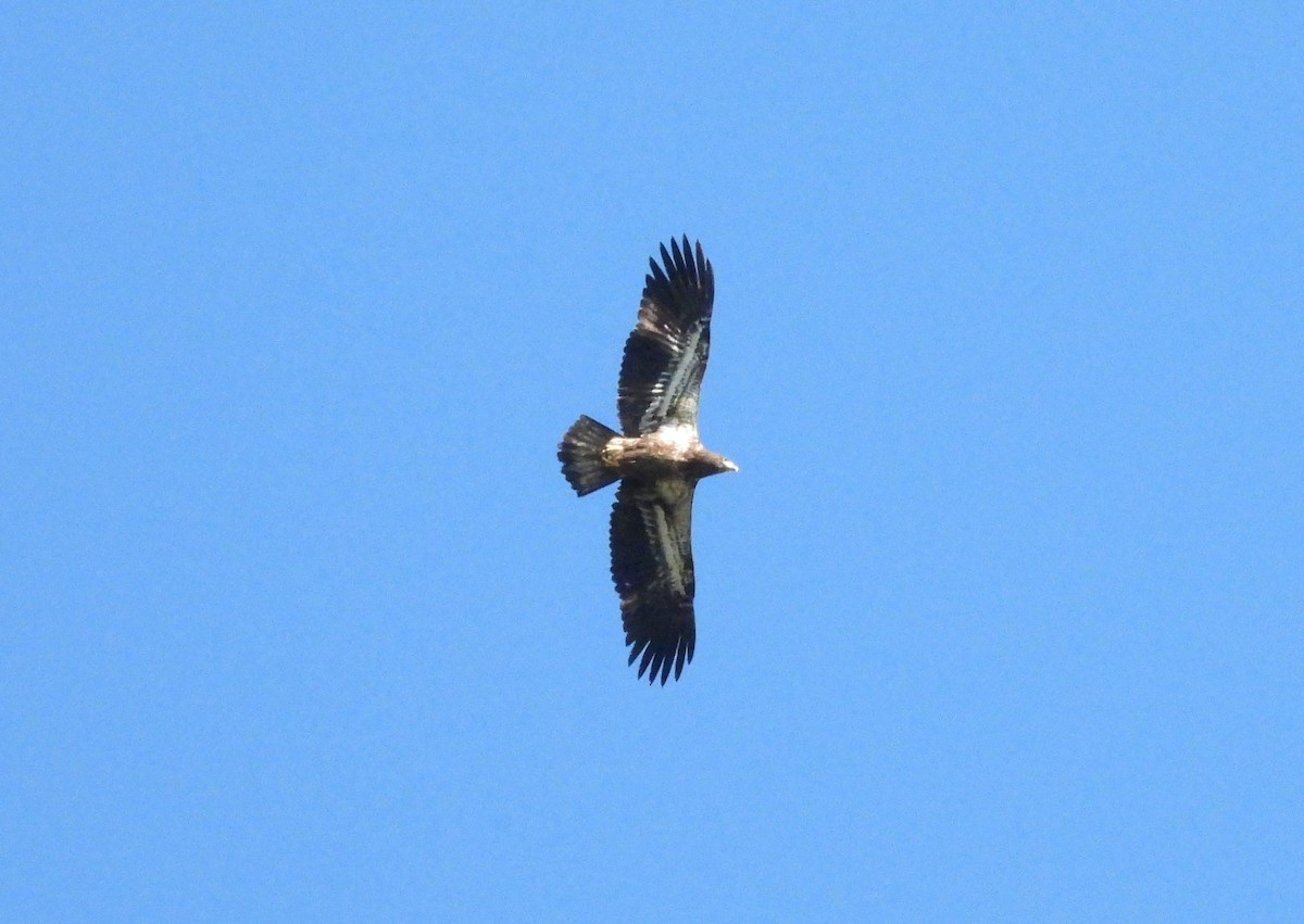 Bald Eagle - ML641253154