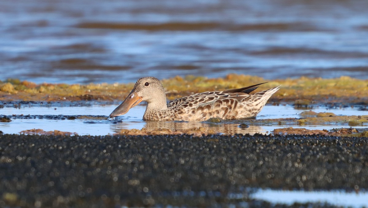 Northern Shoveler - ML641253163
