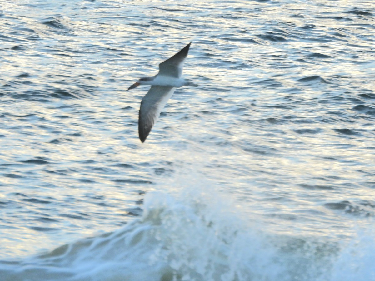 Black Skimmer - ML641253178