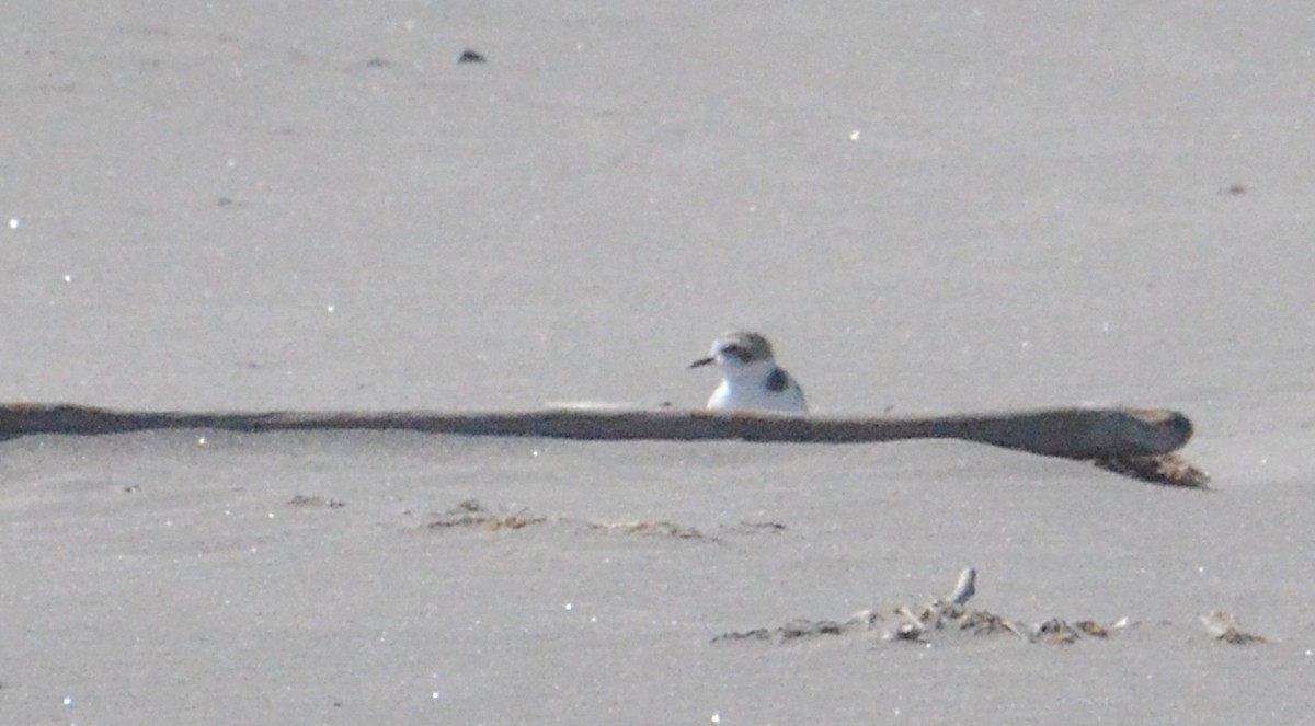 Snowy Plover - ML641253187
