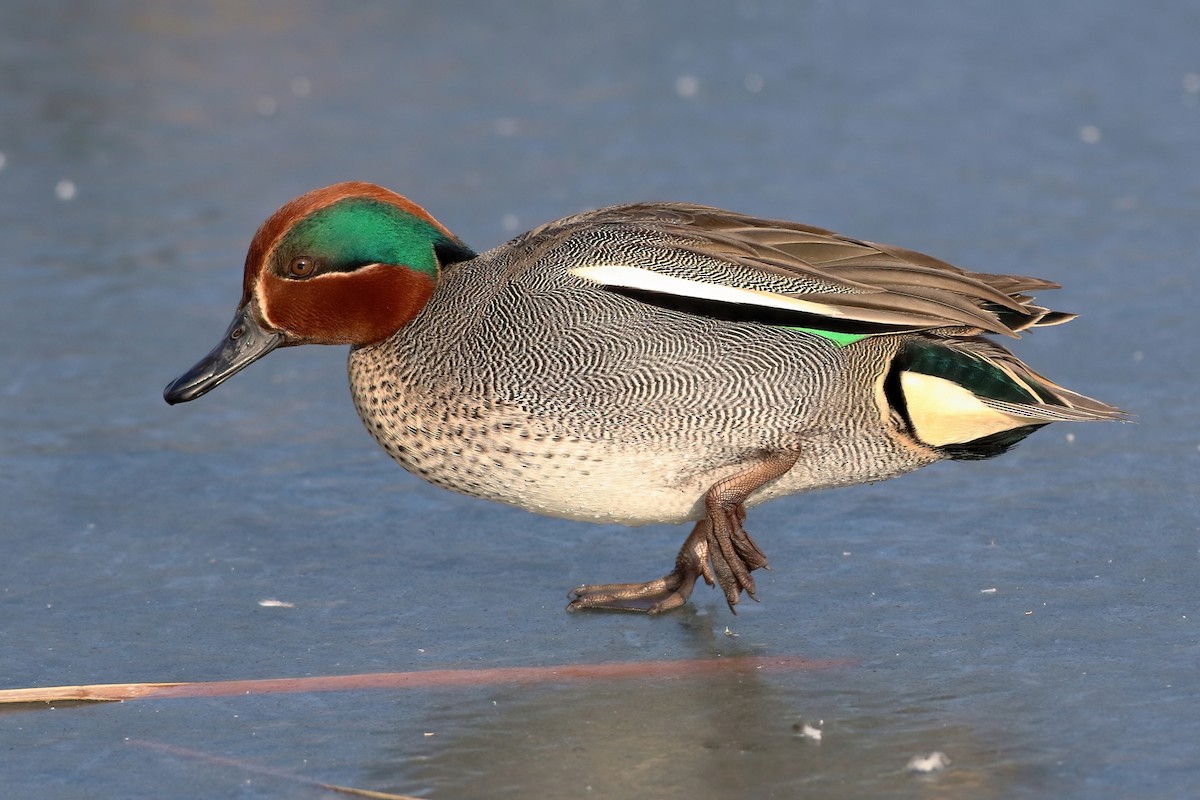 Çamurcun - ML641253199