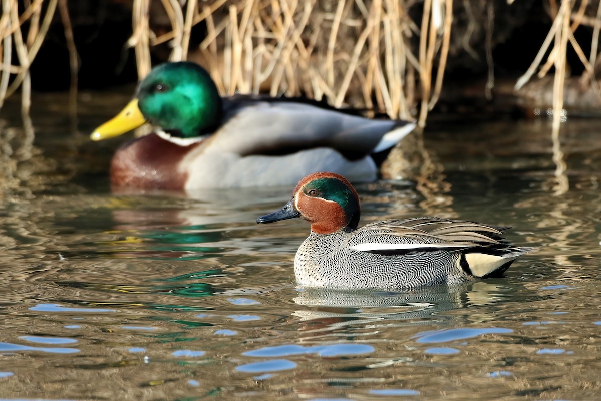 Çamurcun - ML641253200