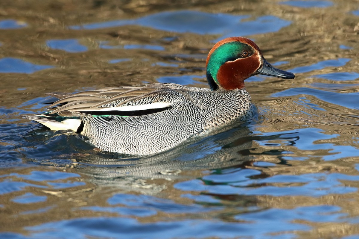 Çamurcun - ML641253201