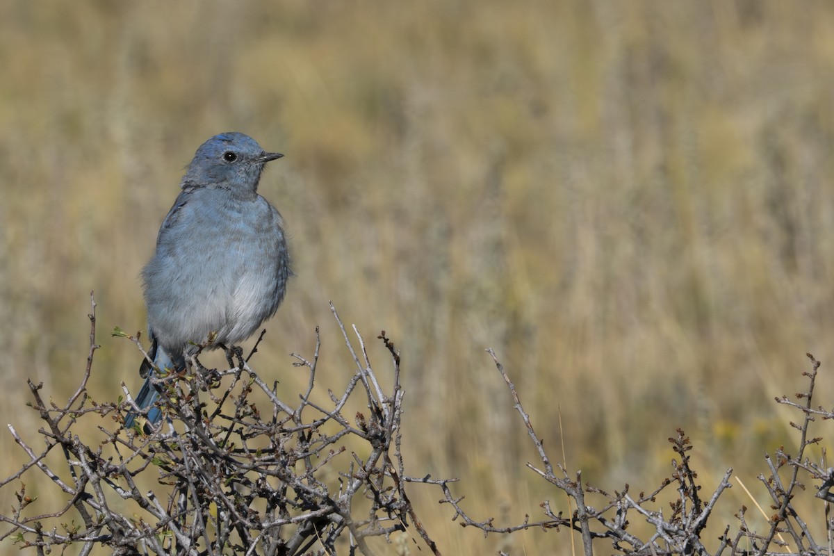 Mountain Bluebird - ML641253223