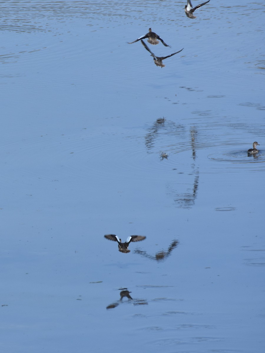 Blue-winged Teal - ML641253242