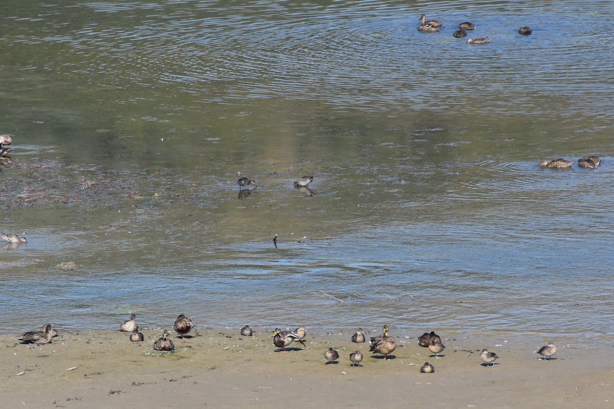 Blue-winged Teal - ML641253243