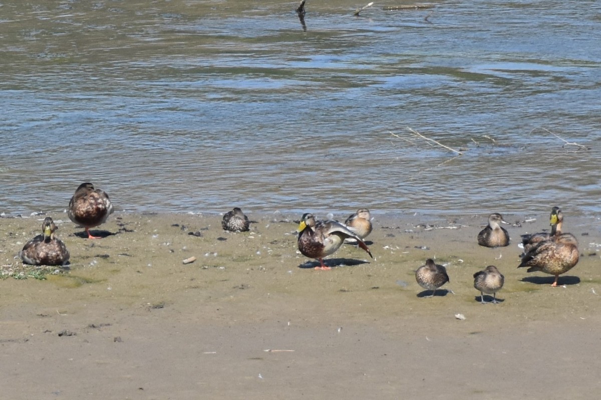 Mallard - ML641253254