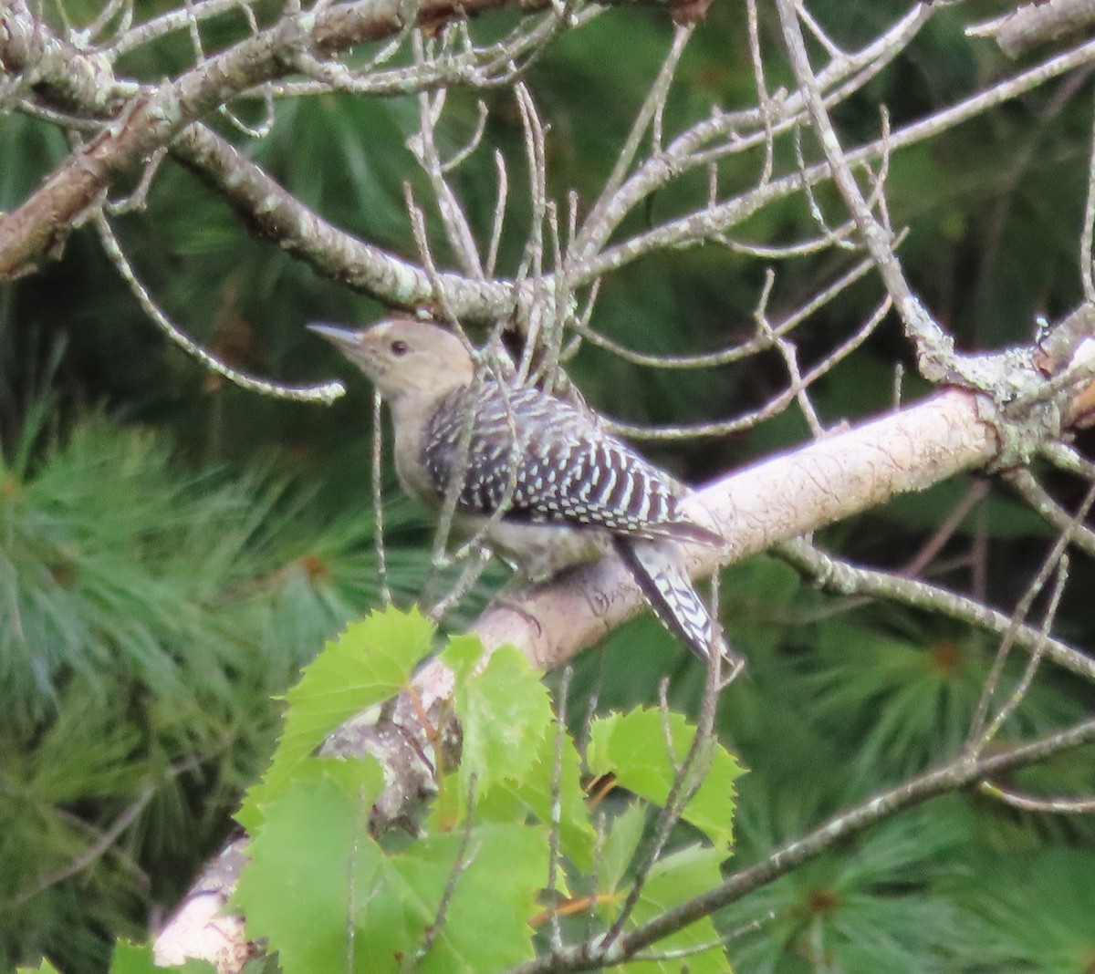 Red-bellied Woodpecker - ML641253341