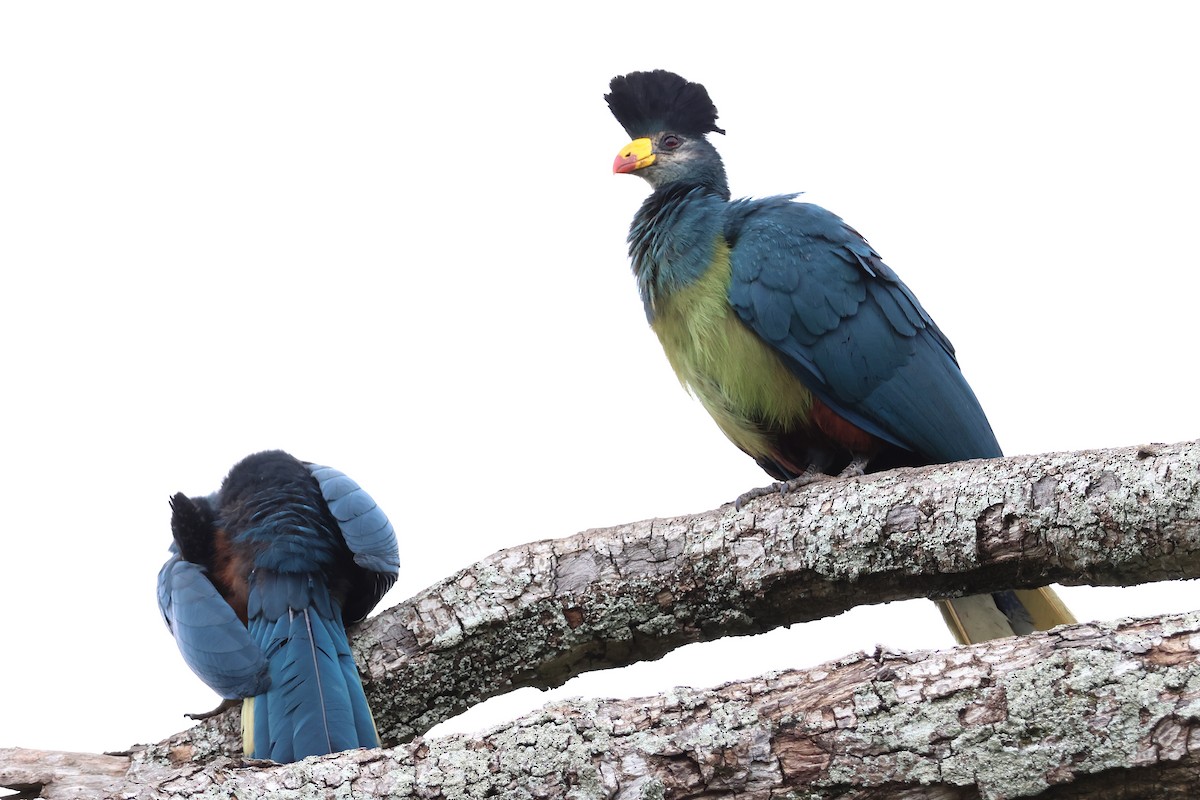 Great Blue Turaco - ML641253362