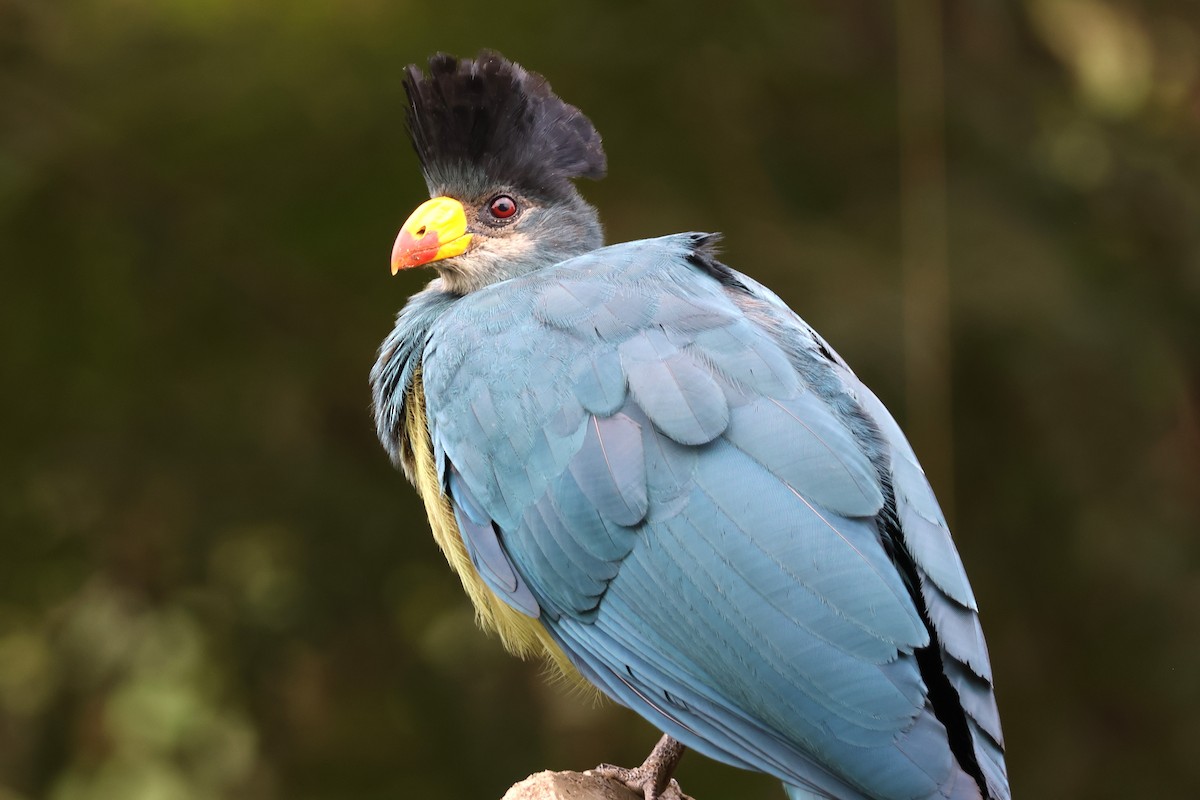 Great Blue Turaco - ML641253364