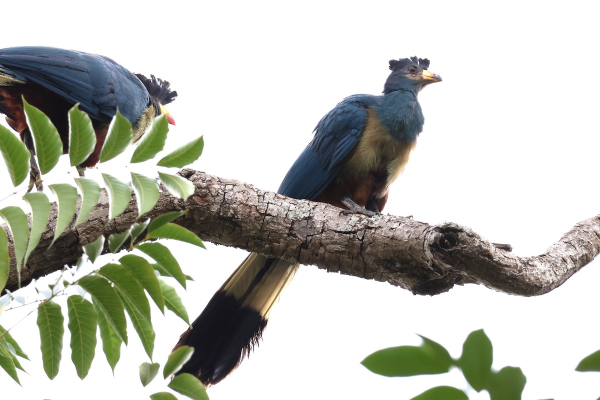 Great Blue Turaco - ML641253368