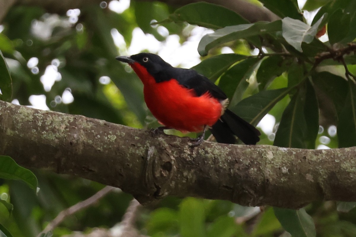 Black-headed Gonolek - ML641253405