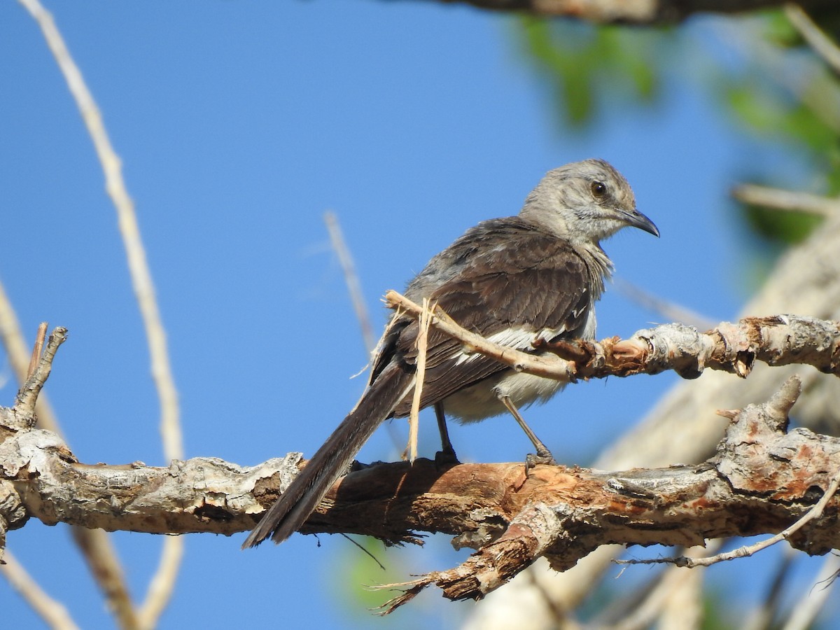 Northern Mockingbird - ML641253406