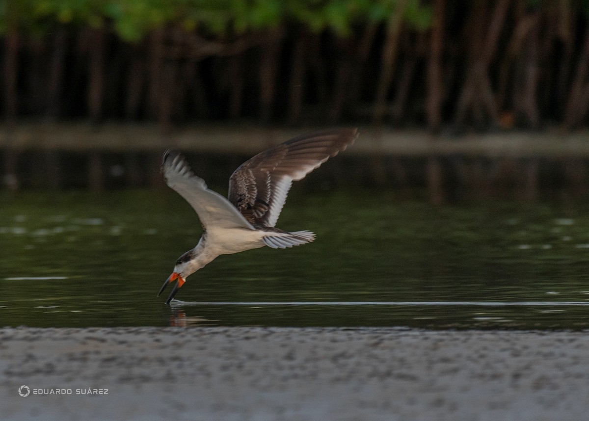 Black Skimmer - ML641253423