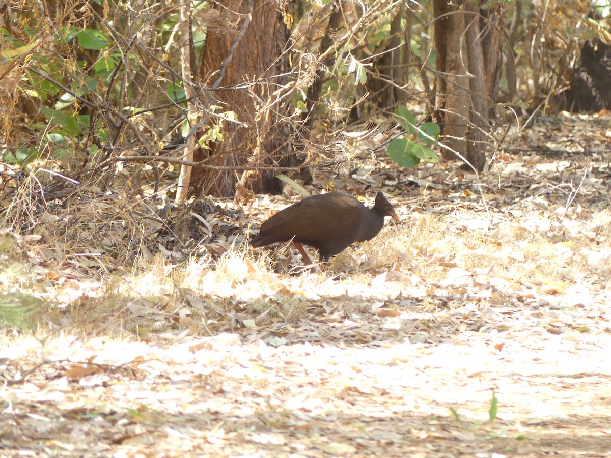 Orange-footed Megapode - ML641253446