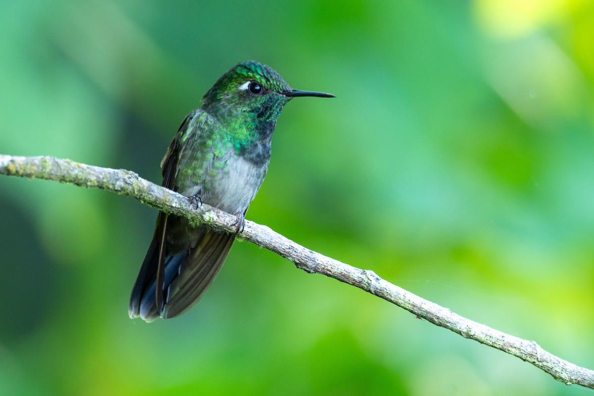 Emerald-chinned Hummingbird - ML641253448