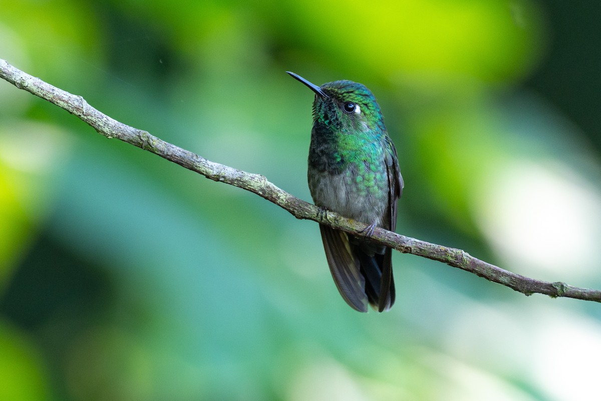 Emerald-chinned Hummingbird - ML641253449