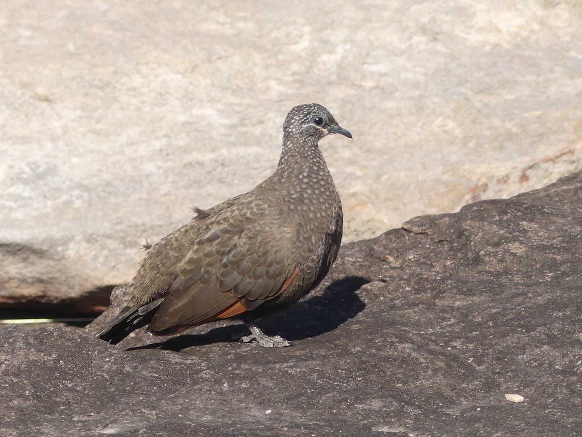 Chestnut-quilled Rock-Pigeon - ML641253473