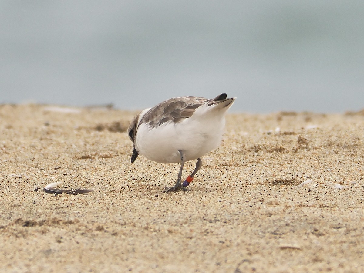 Snowy Plover - ML641253477