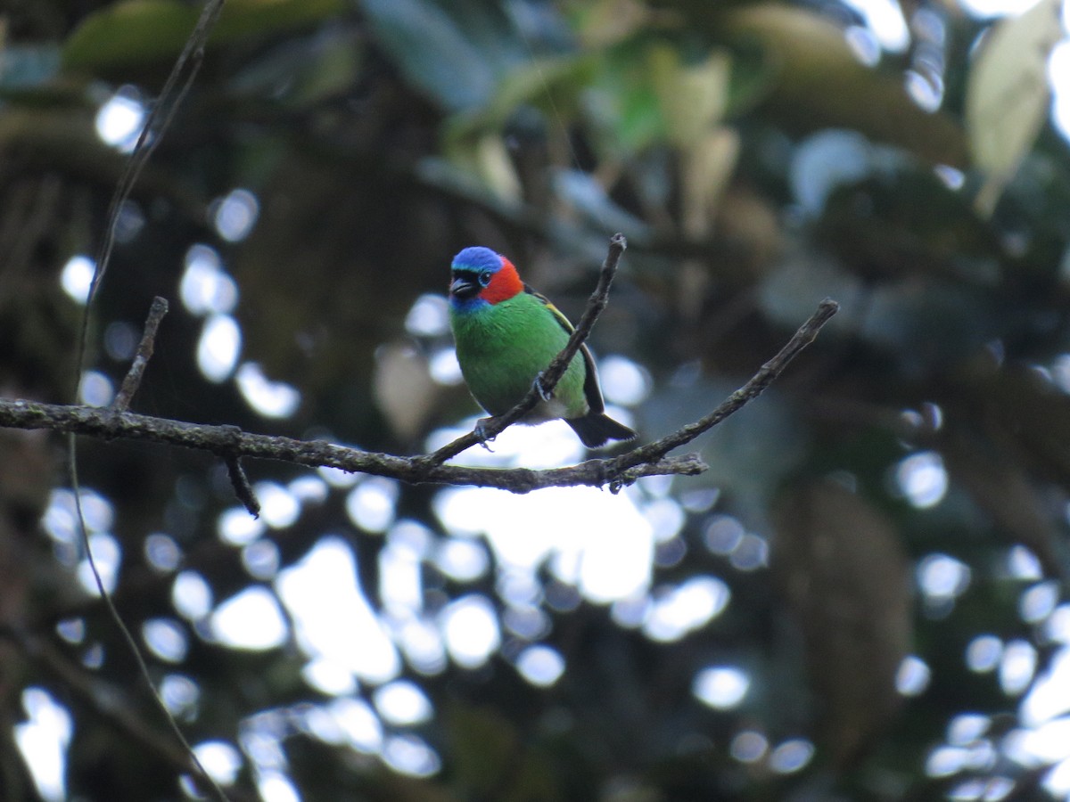 Red-necked Tanager - ML641253482