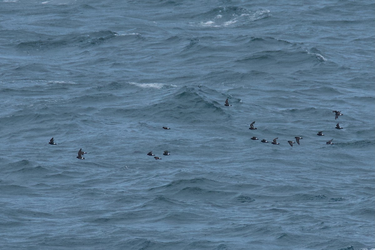 European Storm-Petrel - ML641253513
