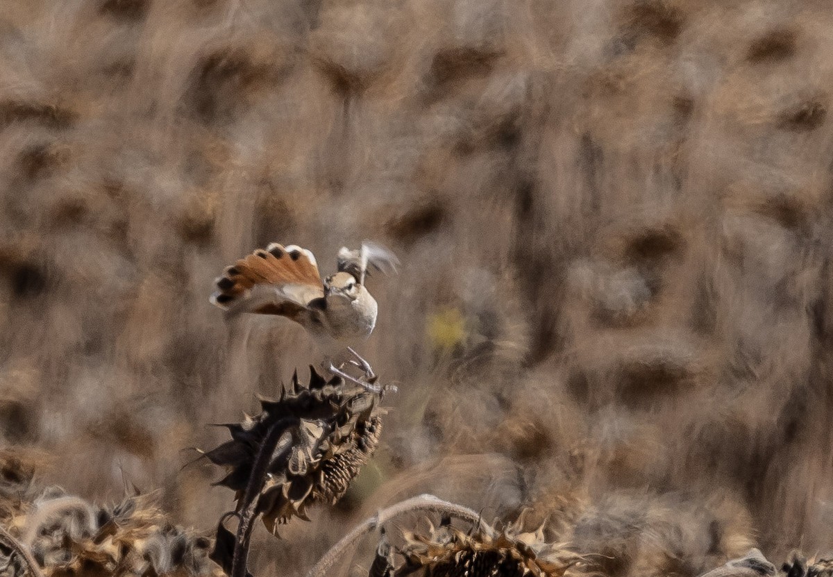 Rufous-tailed Scrub-Robin (Rufous-tailed) - ML641253520