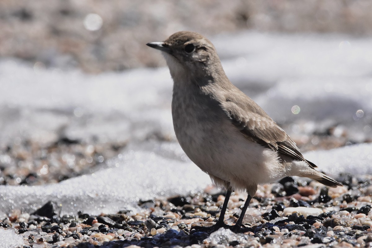 Rufous-banded Miner - ML641253544