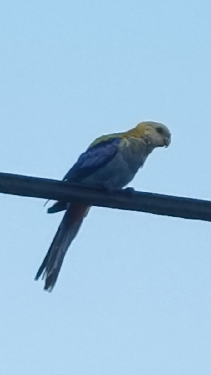 Pale-headed Rosella - ML641253632