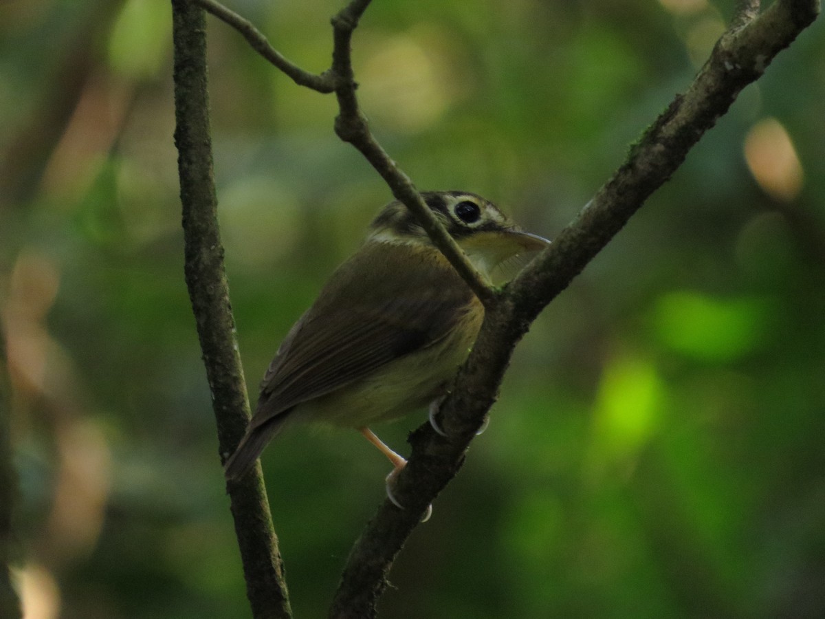 White-throated Spadebill - ML641253671