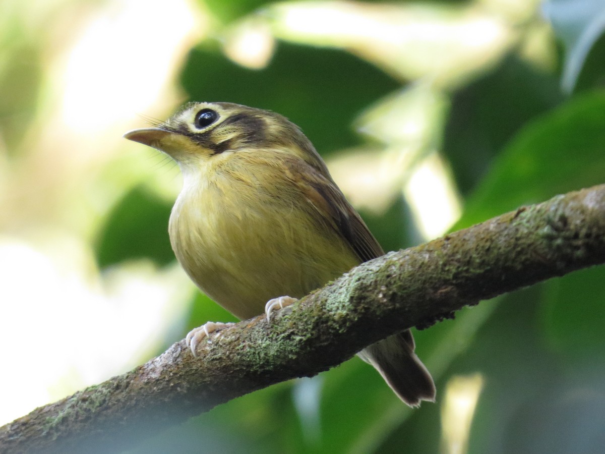 White-throated Spadebill - ML641253676