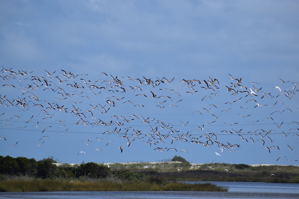 Black Skimmer - ML641253689