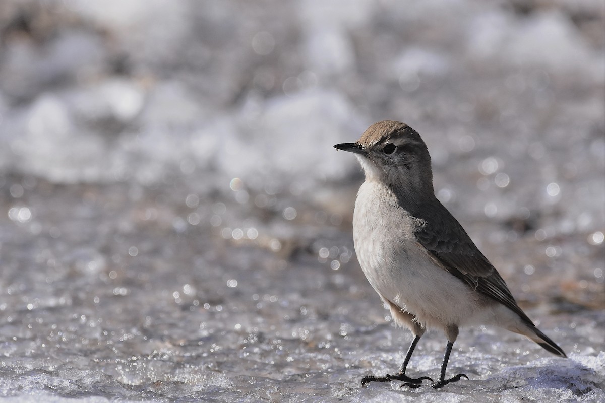 Rufous-banded Miner - ML641253716