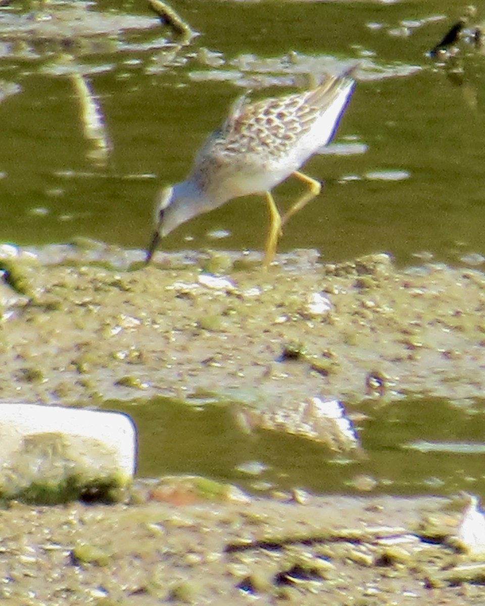 Correlimos Zancolín - ML641253770