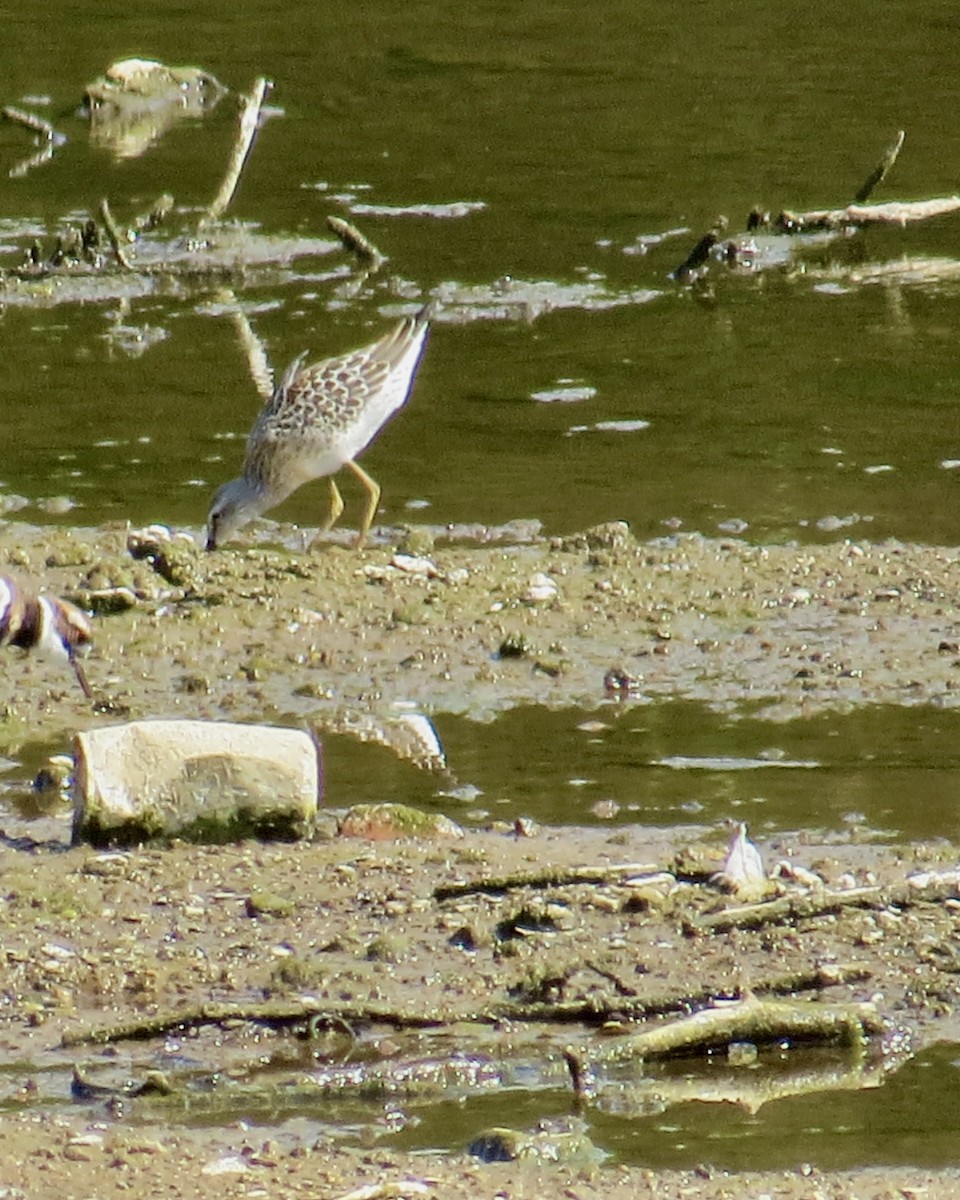 Correlimos Zancolín - ML641253773