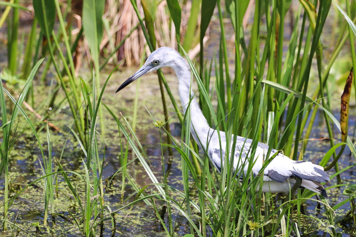 Little Blue Heron - ML641253775
