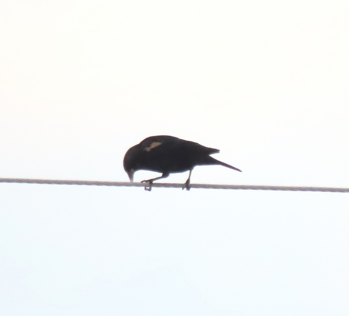 blackbird sp. - ML641253815