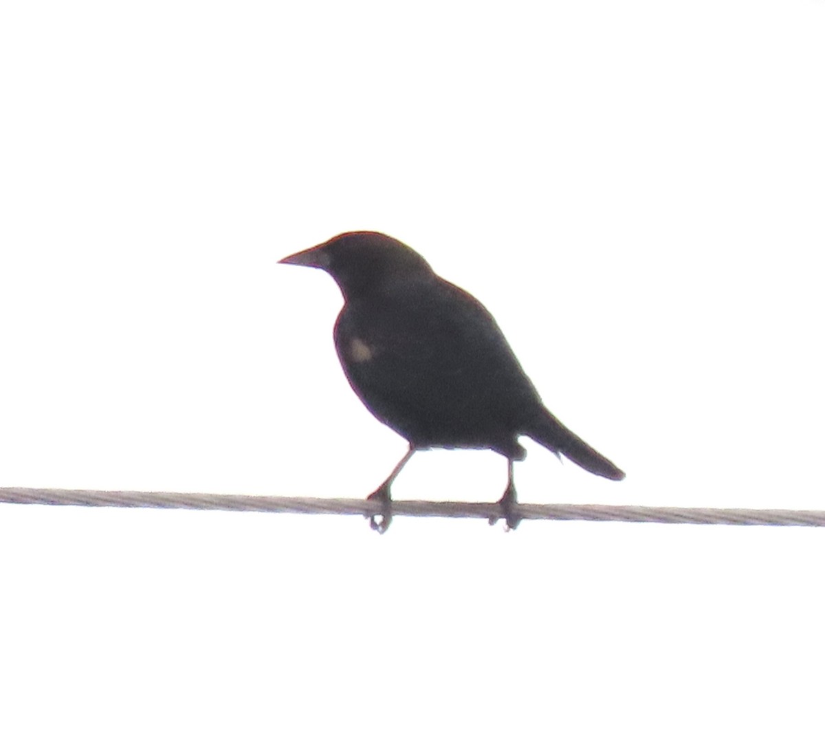 blackbird sp. - ML641253820